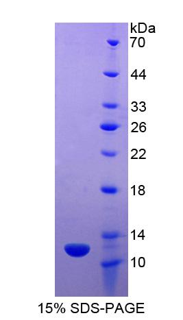 Recombinant Apolipoprotein C2 (APOC2)