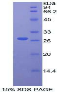 Recombinant Fibroblast Growth Factor Receptor Substrate 2 (FRS2)