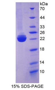Recombinant Bone Morphogenetic Protein 3 (BMP3)
