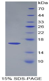 Recombinant Growth Differentiation Factor 3 (GDF3)