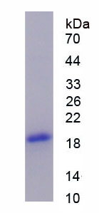 Recombinant Growth Differentiation Factor 7 (GDF7)