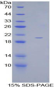 Recombinant Growth Differentiation Factor 10 (GDF10)