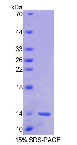 Recombinant Barrier To Autointegration Factor 1 (BANF1)