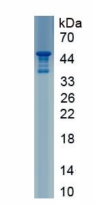Recombinant Cathelicidin Antimicrobial Peptide (CAMP)