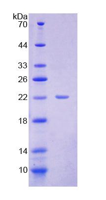 Recombinant Developmental Pluripotency Associated Protein 3 (DPPA3)