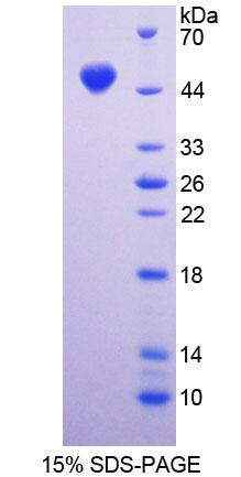 Recombinant Dystrophin Associated Glycoprotein 1 (DAG1)