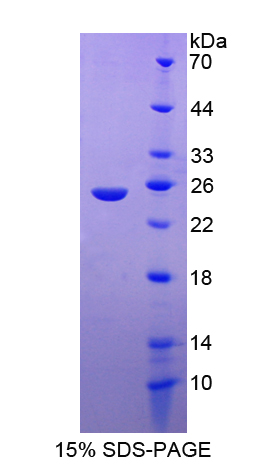Recombinant Formin Binding Protein 1 (FNBP1)