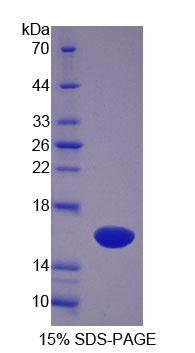 Recombinant Sterol Carrier Protein 2 (SCP2)
