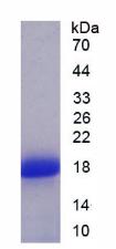 Recombinant Secreted Frizzled Related Protein 5 (SFRP5)