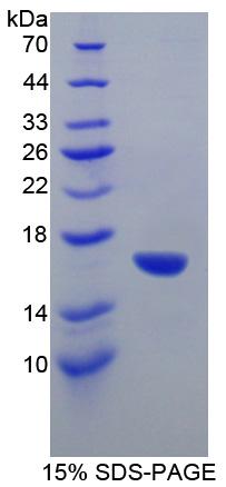 Recombinant Glutamate Decarboxylase 1, Brain (GAD1)