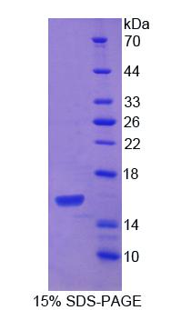 Recombinant Platelet Derived Growth Factor C (PDGFC)