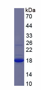 Recombinant Carcinoembryonic Antigen Related Cell Adhesion Molecule 3 (CEACAM3)