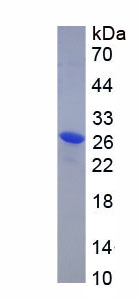 Recombinant Carcinoembryonic Antigen Related Cell Adhesion Molecule 8 (CEACAM8)