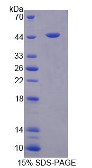 Recombinant Fasciculation And Elongation Protein Zeta 2 (FEz2)