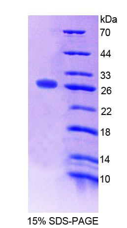 Recombinant Stromal Cell Derived Factor 2 Like Protein 1 (SDF2L1)