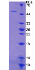 Recombinant Collagen Type II Alpha 1 (COL2a1)
