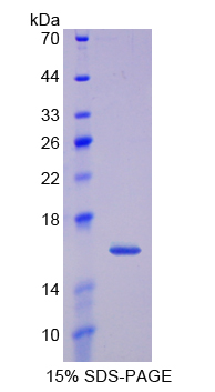 Recombinant Thioredoxin 2, Mitochondrial (TXN2)