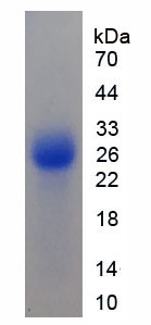 Recombinant Cytochrome P450 11A1 (CYP11A1)