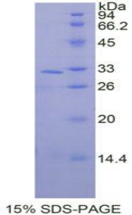 Recombinant Mitogen Activated Protein Kinase 9 (MAPK9)