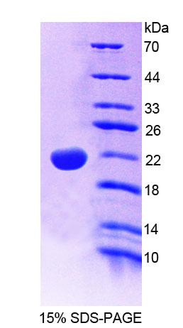 Recombinant Protein Tyrosine Phosphatase, Non Receptor Type 13 (PTPN13)