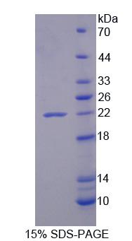 Recombinant Phospholipase A2, Group XII (PLA2G12)