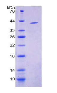 Recombinant Insulin Like Protein 3 (INSL3)