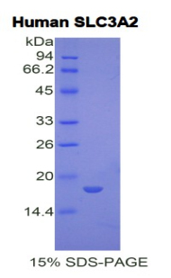 Recombinant Solute Carrier Family 3, Member 2 (SLC3A2)