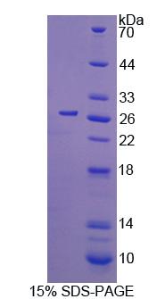 Recombinant Cell Division Cycle Protein 42 (CDC42)