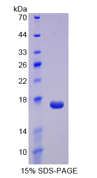 Recombinant Regenerating Islet Derived Protein 3 Alpha (REG3a)