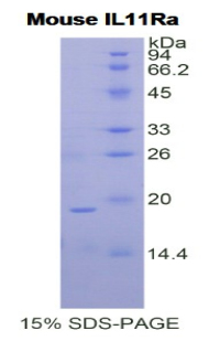 Recombinant Interleukin 11 Receptor Alpha (IL11Ra)