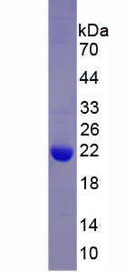Recombinant Chloride Intracellular Channel Protein 4 (CLIC4)