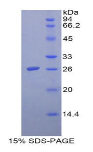Recombinant Folate Receptor 1, Adult (FOLR1)