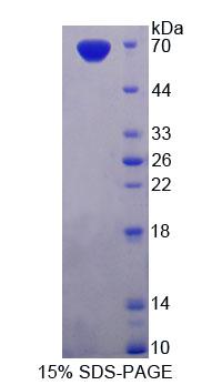 Recombinant Phosphodiesterase 3A, cGMP Inhibited (PDE3A)