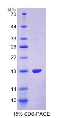 Recombinant Transient Receptor Potential Cation Channel Subfamily V, Member 3 (TRPV3)