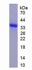Recombinant Secreted Frizzled Related Protein 2 (SFRP2)