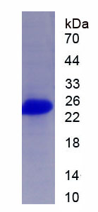 Recombinant Adaptor Related Protein Complex 4 Mu 1 (AP4m1)