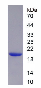 Recombinant Small Ubiquitin Related Modifier Protein 3 (SUMO3)