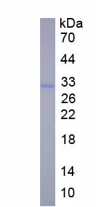 Recombinant Forkhead Box Protein D3 (FOXD3)