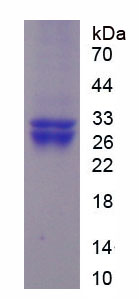 Recombinant Channel Activating Protease 1 (CAP1)