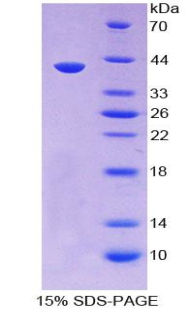 Recombinant Secretoglobin Family 3A, Member 1 (SCGB3A1)