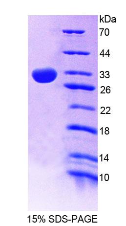 Recombinant Sepiapterin Reductase (SPR)
