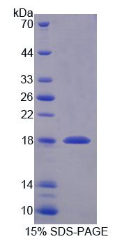 Recombinant SNAP Associated Protein (SNAPAP)
