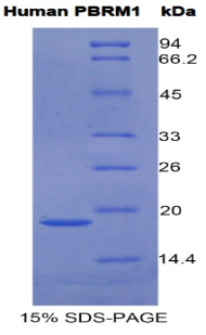 Recombinant Polybromo 1 (PBRM1)