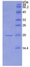 Recombinant Non Metastatic Cells 1, Protein NM23A Expressed In (NME1)