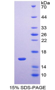 Recombinant Transmembrane Protein 27 (TMEM27)