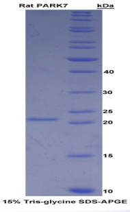 Recombinant Parkinson Disease Protein 7 (PARK7)