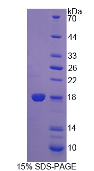 Recombinant Programmed Cell Death Protein 5 (PDCD5)