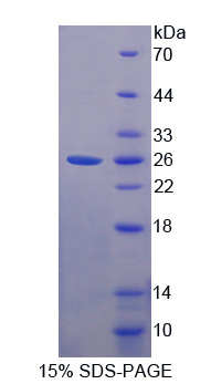 Recombinant Family With Sequence Similarity 3, Member C (FAM3C)