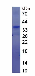 Recombinant Zinc Finger, AN1-Type Domain Protein 6 (ZFAND6)