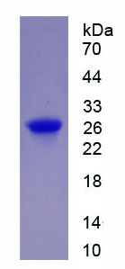 Recombinant G Protein Beta Subunit Like Protein (GbL)